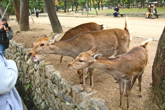 Begging Deer