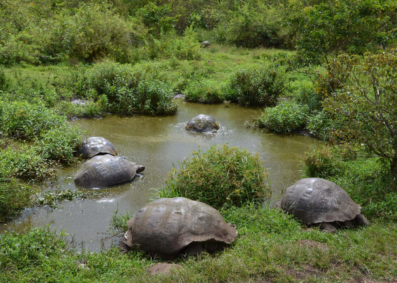 Tortoises in pond