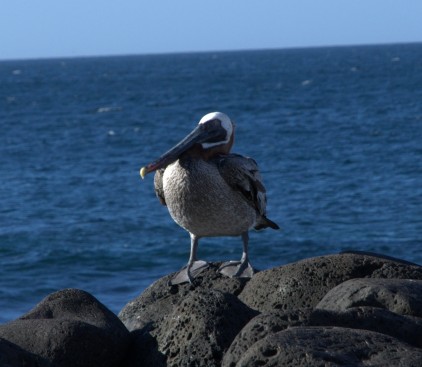 Pelican on rocks