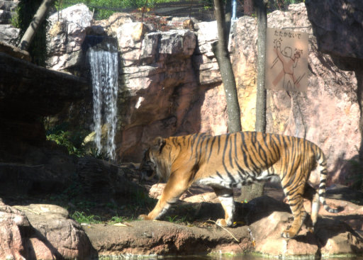 Tiger--don't bang  on glass