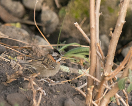 Rufous Collared Sparrow-0725