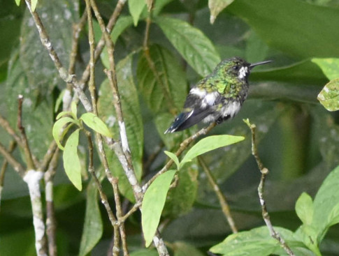 Wire-crested Thorntail (f)-1517