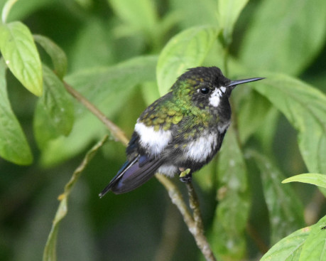 Wire-crested Thorntail (f)-1525