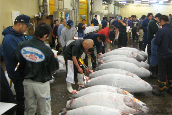 Tuna Inspection