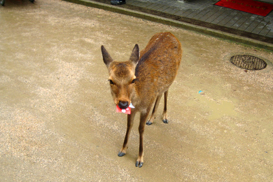 Deer Eating Paper