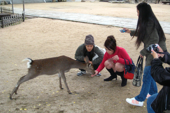 Feeding the Deer