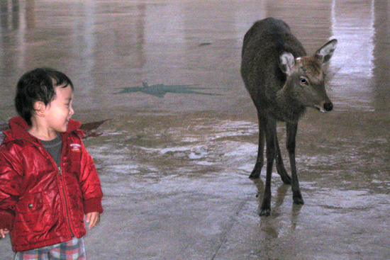 Kid with Deer