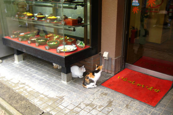 Restaurant Cats