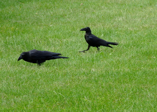 Evil Crows