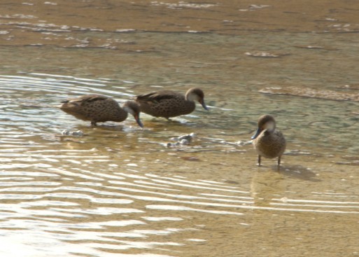 Pintailed ducks