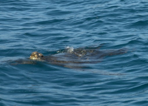 Male sea turtle