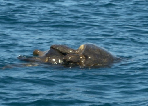 Sea turtles mating
