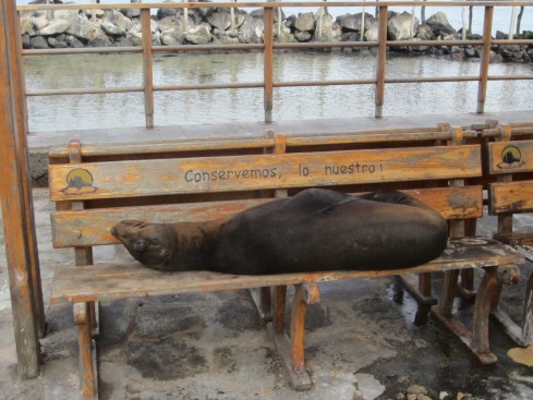 Sea lion on bench.