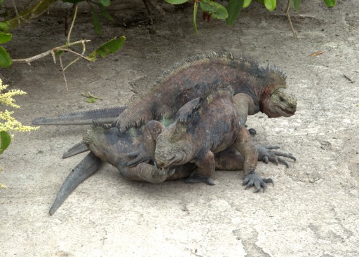 Wrestling iguanas