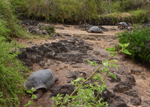 Rescued tortoises