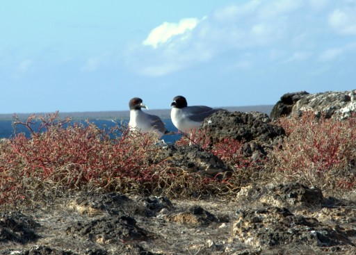 Swallow tailed gulls