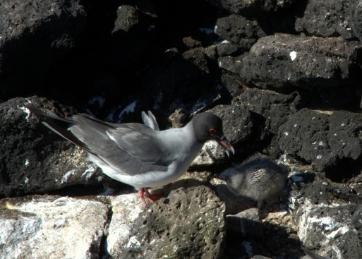 Gull with chick