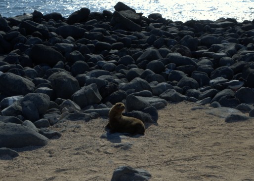 Sea lion by rocks
