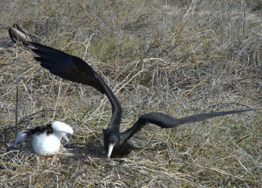 Frigate bird wings spread with chick