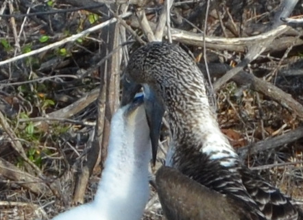 Booby feeding chick