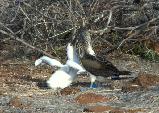 Booby feeds chick