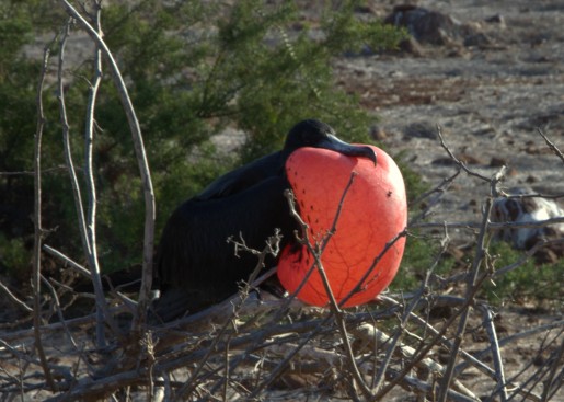 Frigate bird with pouch
