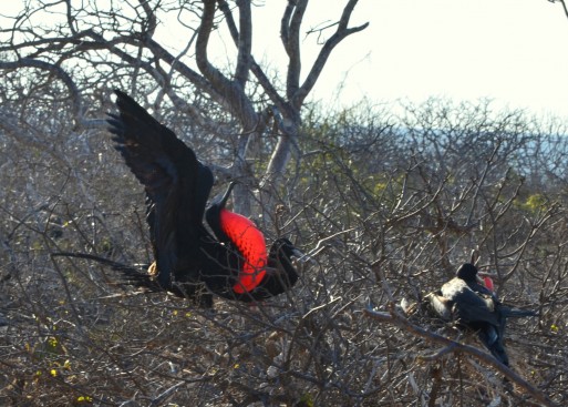 Frigate bird mating display