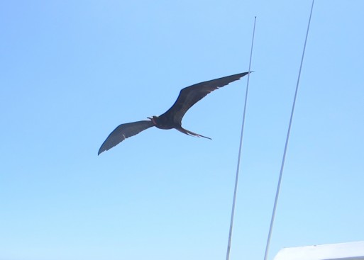 Frigate bird