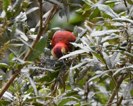 Crimson-mantled Woodpecker-1255