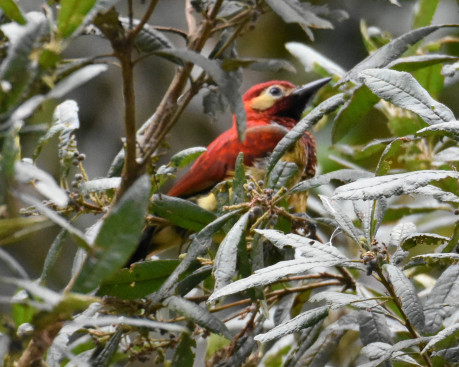 Crimson-mantled Woodpecker-1264