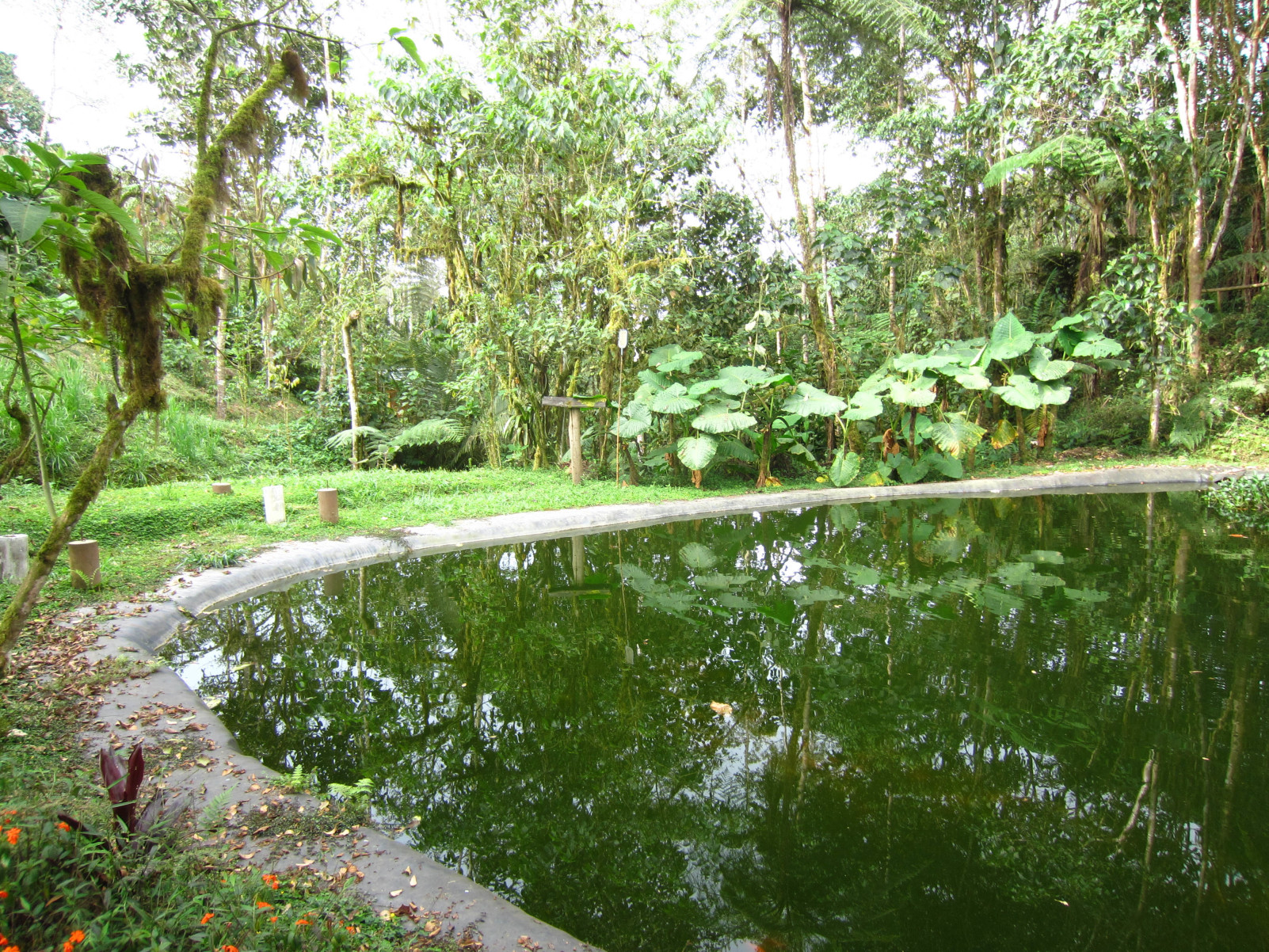 Birding in the Ecuadorian Andes–Milpe Cloud Forest Reserve – FunBlog