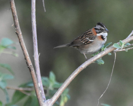 Rufous Collared Sparrow-0709