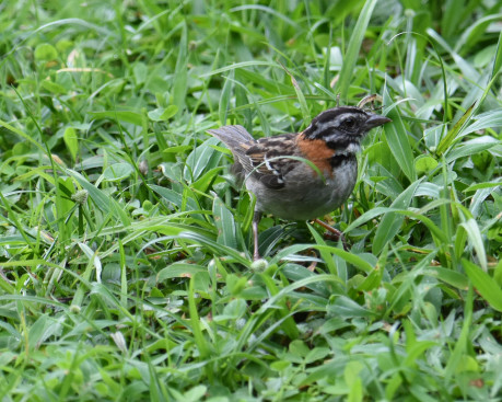 Rurus-collared Sparrow