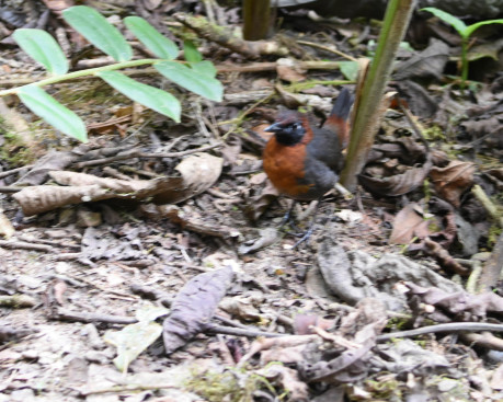 Rufus-breasted Antthrush