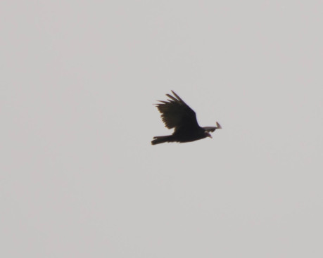 Turkey Vulture-2