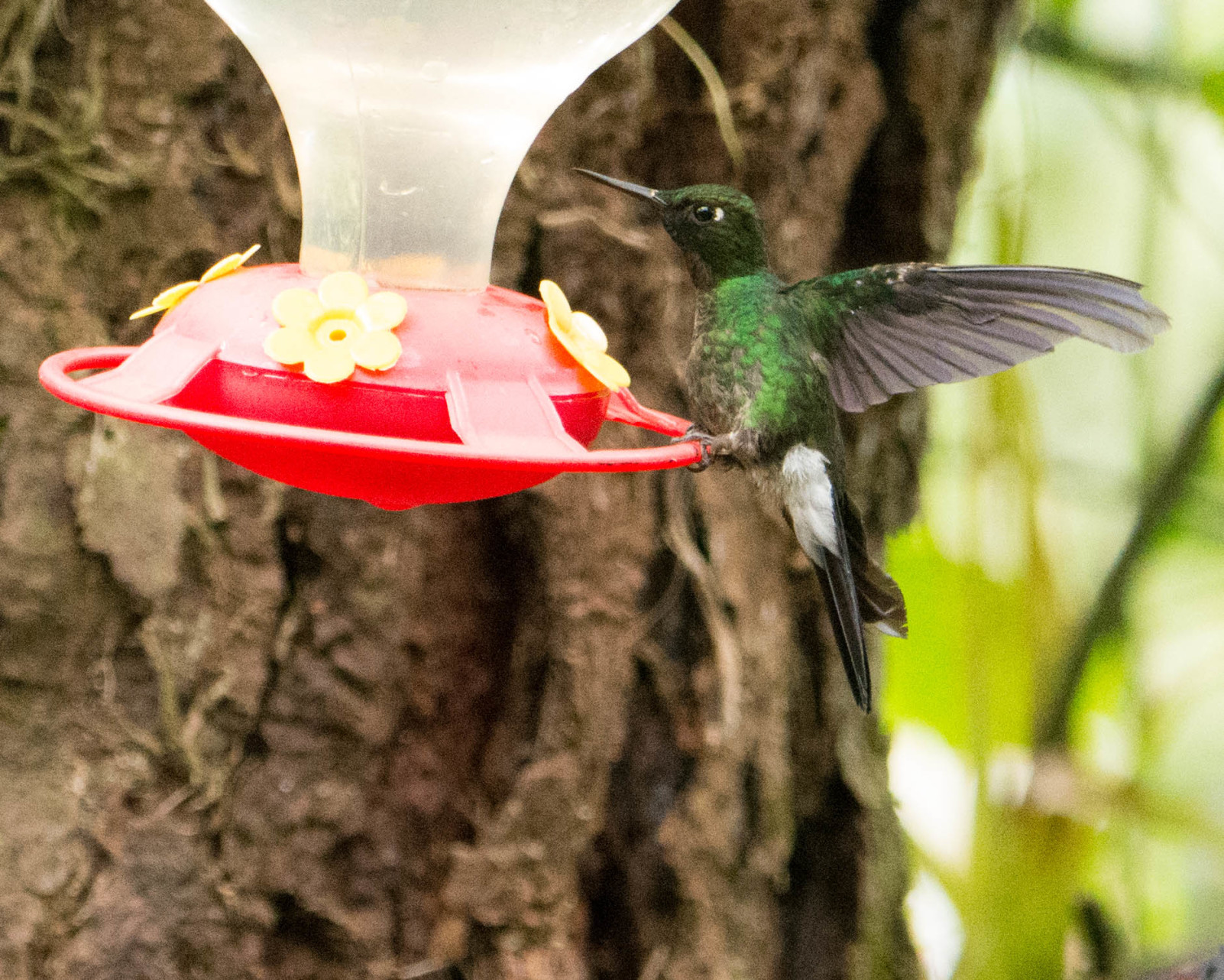 birding-in-the-ecuadorian-andes-guango-lodge-funblog