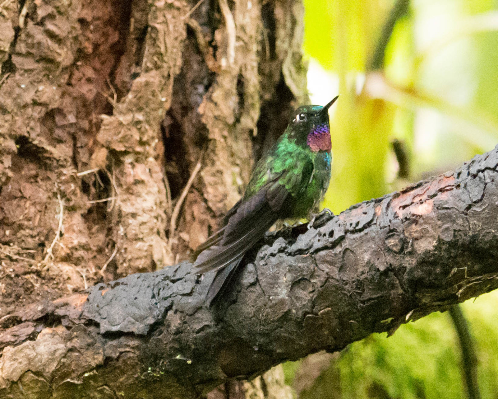 birding-in-the-ecuadorian-andes-guango-lodge-funblog